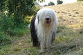 Old english sheepdog