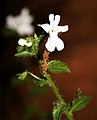 Nemesia albiflora