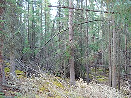 Idős szürke lucos tajga (Kanada, Yukon, Whitehorse)