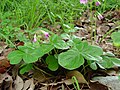 Oxalis rubra