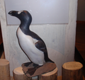 Great auk model.