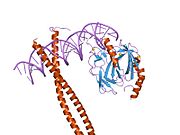 1io4: CRYSTAL STRUCTURE OF RUNX-1/AML1/CBFALPHA RUNT DOMAIN-CBFBETA CORE DOMAIN HETERODIMER AND C/EBPBETA BZIP HOMODIMER BOUND TO A DNA FRAGMENT FROM THE CSF-1R PROMOTER
