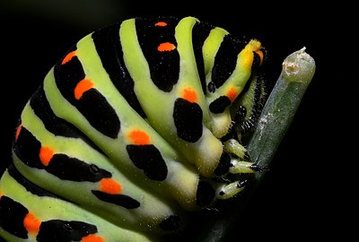 Paź królowej (Papilio machaon), głowa gąsienicy.jpg