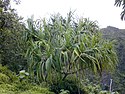 Pandanus tectorius.jpg