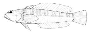 Parapercis binivirgata (Redbanded weever).gif