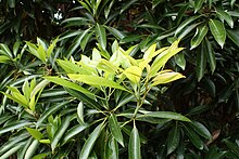 Persea thunbergii, autre plante-hôte