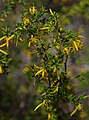 Persoonia terminalis ssp recurva, Australian National Botanic Garden, Canberra