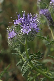 Phacelia tanacetifolia 7735.JPG