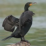 A black bird with an orange throat and spread wings stands on a rock.