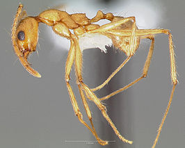 Pheidole desertorum