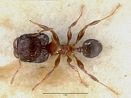 Pheidole striata