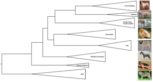 Dendrogram of the phylogeny of some dog breeds Phylogenetic tree of dogs.png
