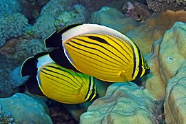 Pareja en Dahab, Sinaí, Egipto