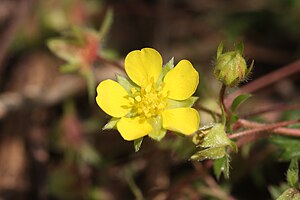 양지꽃(Potentilla fragarioides var. major)