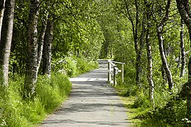 Moor-Birken am Nordufer