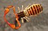 Pseudoscorpion - půdní fauna rozmanitost.jpeg