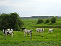 Miniatuurafbeelding voor de versie van 3 mei 2018 04:18