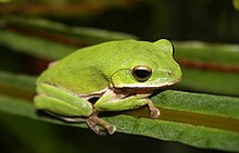 Rhacophorus arvalis (farmland green treefrog).jpg