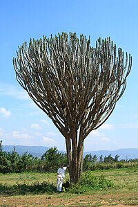 Riesenkaktus im Kenyanischen Hochland.JPG