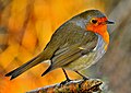 Platz 4: Joefrei - Rotkehlchen (Erithacus rubecula) aus ca. einem Meter Entfernung aufgenommen im Naturschutzgebiet „Berkelaue II“ in Vreden. Aufgenommen wurde dieses Foto aus einem Tarnzelt am sog. Sandfang der Berkel (südöstlich des Berkelsees und der B70).