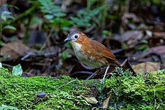 Description de l'image Rusty-tinged Antpitta imported from iNaturalist photo 114082413 on 21 April 2022.jpg.