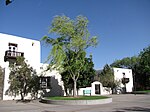 Salix Babylonica, UNM Arboretum, Albuquerque NM.jpg