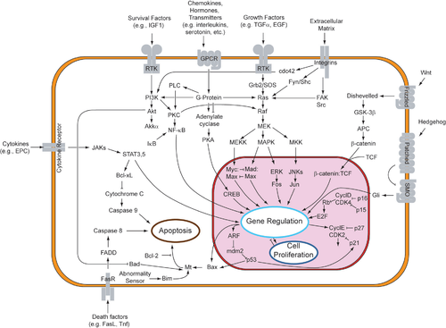 Signal transduction pathways that lead to a cellular response Signal transduction pathways.png