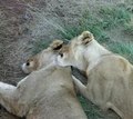Файл: Social grooming lions.ogv
