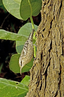 Salpornis salvadori