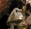 Spotted trunkfish (Lactophrys bicaudalis) 2016 POTY Finalist