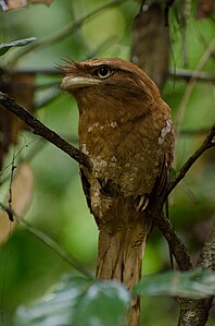 B. m. roonwali di Taman Burung Thattekad, India