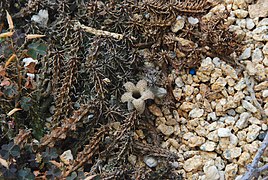 Stapelianthus decaryi