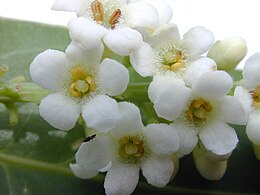Květy houselníku Citharexylum caudatum