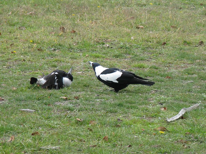 File:SubmissiveMagpie.jpg
