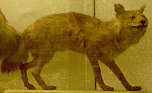 Sumatran dhole.jpg