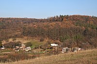 Краєвид лісництва поблизу с. Сунки