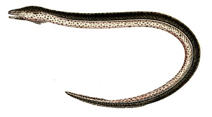 Hrdložábřík mramorovaný (Synbranchus marmoratus)