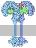 Miniatuur voor Pattern recognition receptor