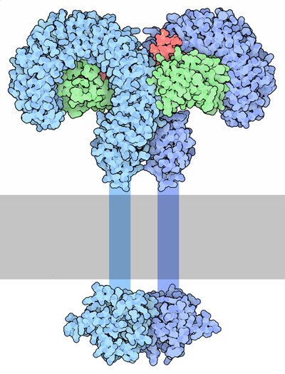 Tiedosto:TLR4 Dimer.tif