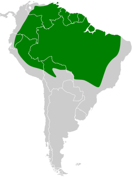 Braziliaanse palmgierzwaluw