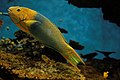 Kanaren-Junker (Thalassoma lutescens)