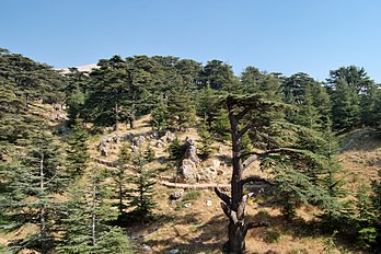 'Cedars of God', Lebanon