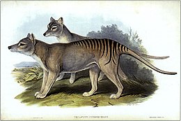 The thylacine (Thylacinus cynocephalus) is an example of an extinct species. Thylacinus cynocephalus (Gould).jpg