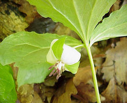 Trillium rugelii.jpg