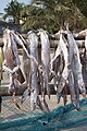 उत्तन वेलंकेणी समुद्र किनाऱ्यावर वाळत घातलेले मासे