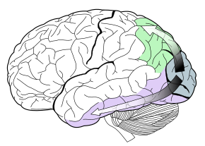 The visual dorsal stream (green) and ventral stream (purple) are shown. Much of the human cerebral cortex is involved in vision. Ventral-dorsal streams.svg