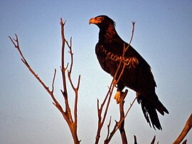 Wedge Tailed Eagle.jpg