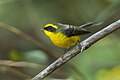 Yellow-bellied fantail