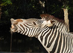 Flehmen response in a zebra