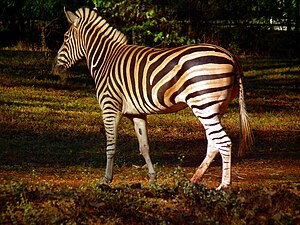 Zebras are African equids best known for their...